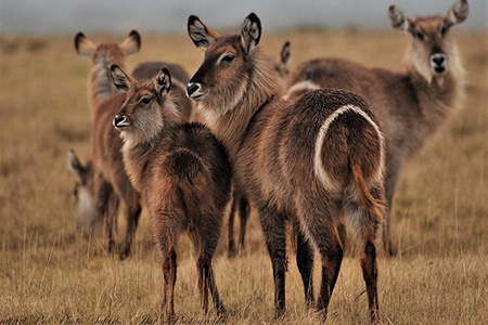 shamwari game park safari destination south africa