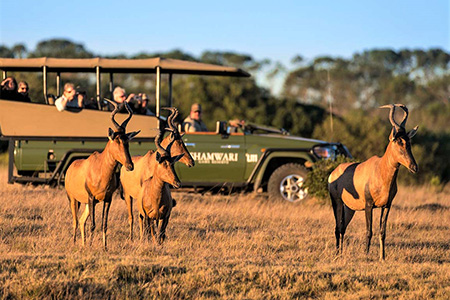 Antelopes at shamwari game safari