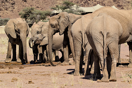 elephants - skeleton coast Safari Holiday