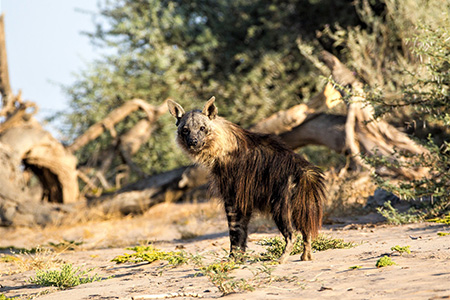  Brown hyena on skeleton coast Safari Holiday