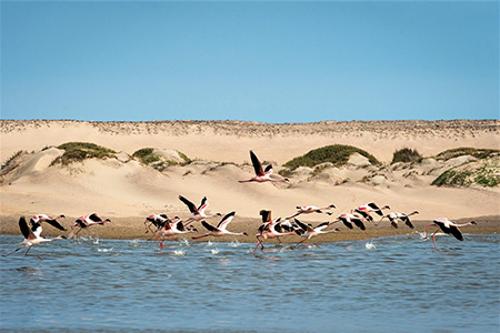 birds on skeleton coast African Safari Holiday 