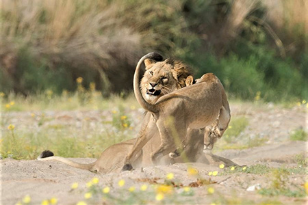 lions on skeleton coast African Safari