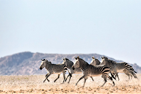 zebras on sossusvlei Desert Safari