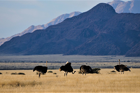 ostrich On Namibia sossusvlei Safari