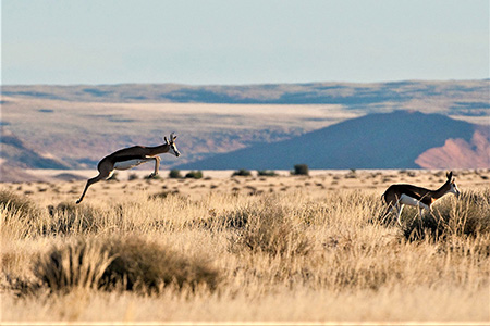 Antelopes on Etosha Africa Safari Holiday 