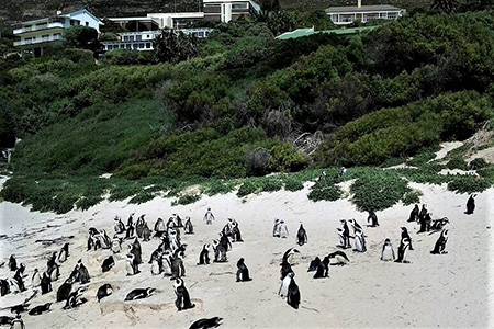Penguins in cape town safari holiday