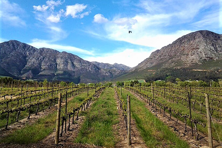 vineyards in cape town safari