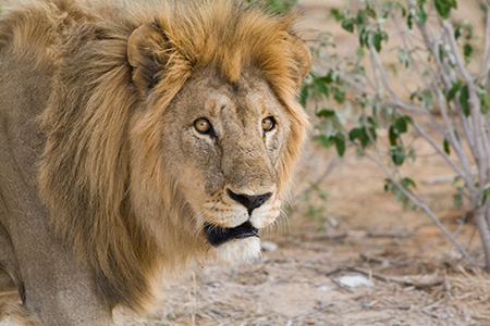 Etosha Safari Holiday With Lions