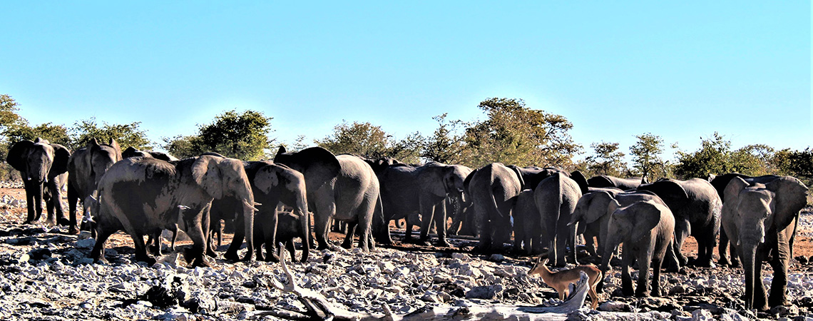 Elephants on Etosha Holiday Safari