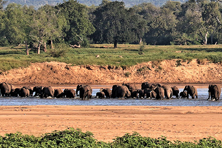 elephants in gonarezhou game reserve