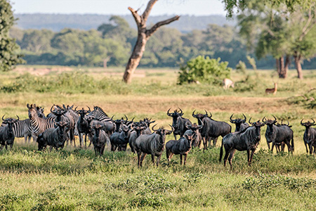 wildebeeste in gonarezhou game reserve safari