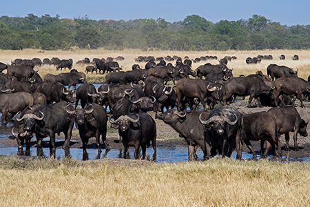 buffalos at hwange game reserve zimbawe safari holiday destination