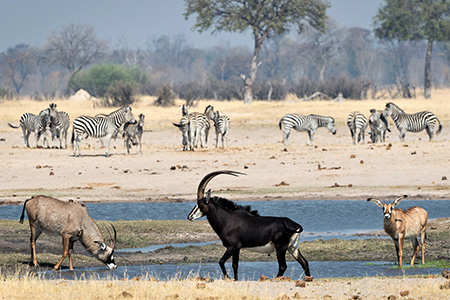 animals at a water hole in hwange national park safari holiday destination