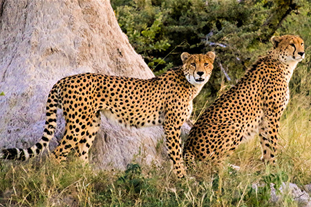 leopard at Hwange national park safari holiday zimbabwe