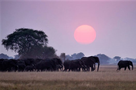 elephants on Sunset in kafue game reserve Safari Holiday