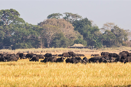 buffalos in kafue national park Safari Holiday