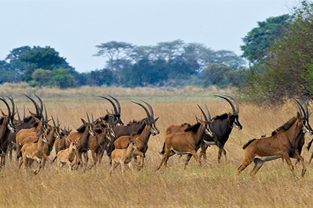 Springbok safari Holiday in kafue national park