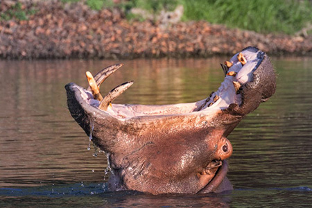 Hippo in Kafue game reserve Holiday Safari 