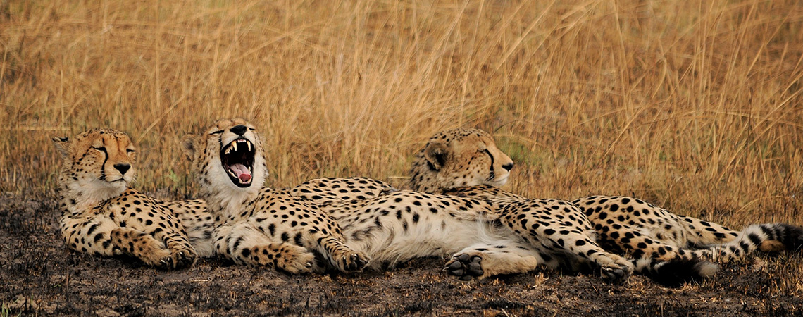 cheetahs in Kafue game park Zambian Safari Holiday