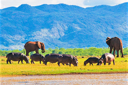 hippos and elephants at  kariba national game reserve safari destination 