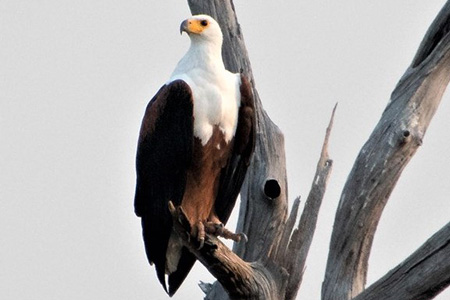 eagle in the kariba game reserve Zimabwe Safari Holiday Destination