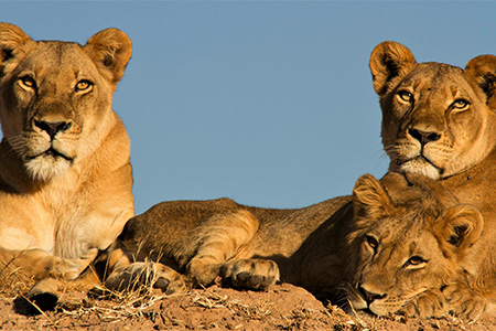 lions in kariba national park Zimbabwe safari holiday