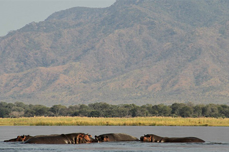 hippos in the lower zambezi Zambian Safari Holiday