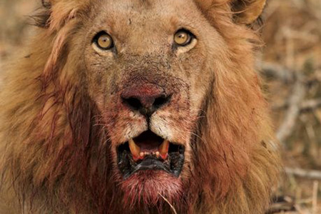 lion in lower zambezi national park Safari Holiday