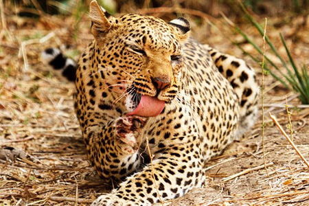leopard in lower zambezi game reserve African Safari 