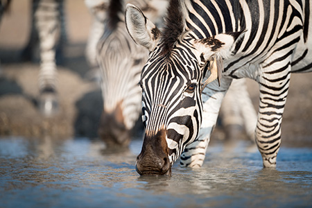 zebras in malilangwe safari holiday destination