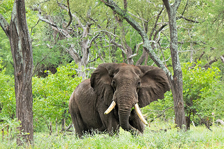 elephants in malilangwe national park safari destination