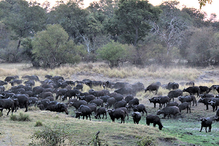 buffalos at a waterhole in mana pools safari holiday destination zimbabwe