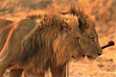 lions at mana pools reserve Holiday destination 