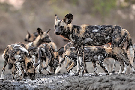 wild dogs at mana pools reserve safari holiday