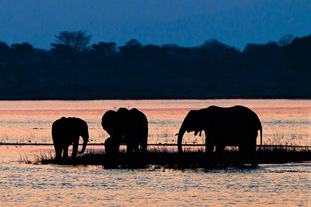 elephants in mana pools national park Zimbabwe safari holiday destination