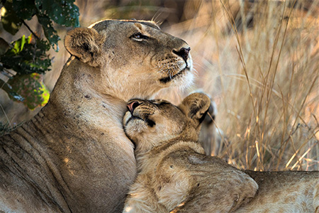 lions in south luangwa game reserve Zambia Safari Holiday