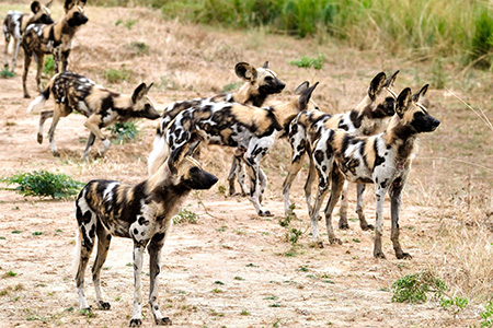 wild dogs in south luangwa game park Zambia Safari