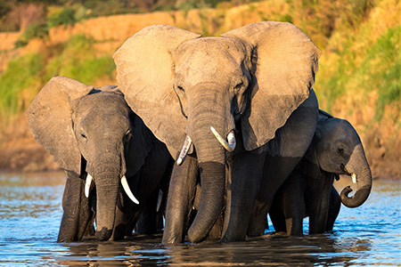 elephants in south luangwa game reserve Zambia Safari Holiday