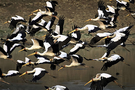 Migrating birds in South Luangwa reserve Zambian Safari 
