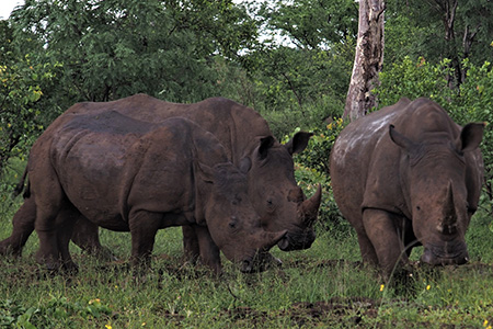 rhinos at victoria falls game reserve Safari Holiday