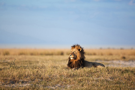 lion enjoying the sun in victoria falls game park Zimbabwe Safari Holiday Destination