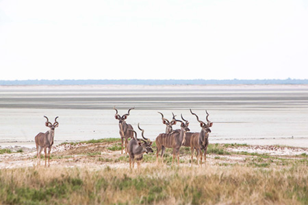 Kudus on Etosha African Safari