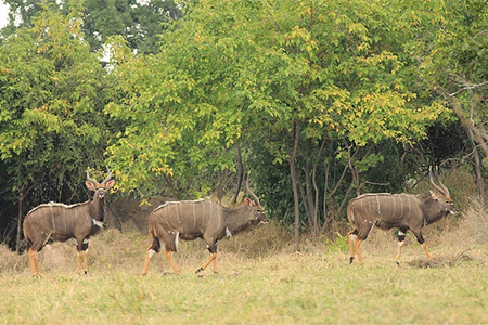 gonarezhou national park holiday Safari Zimbabwe