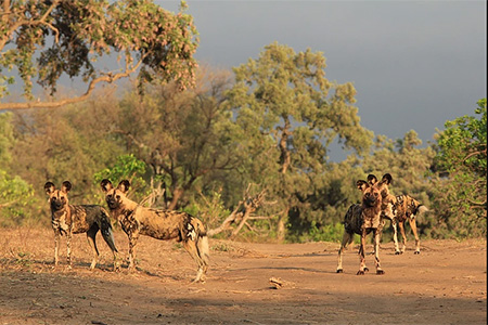 wild dogs in gonarezhou game reserve Zimbabwe Safari Holiday Destination