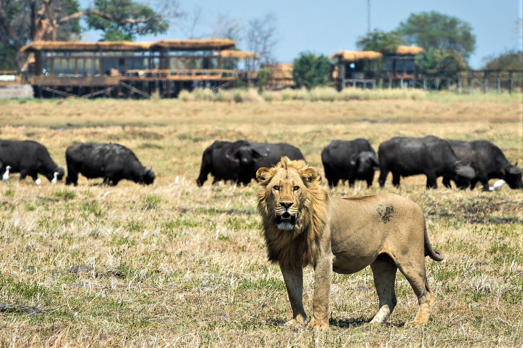Lion and Bafallos on Kafue Zambia Safari Holiday Destination