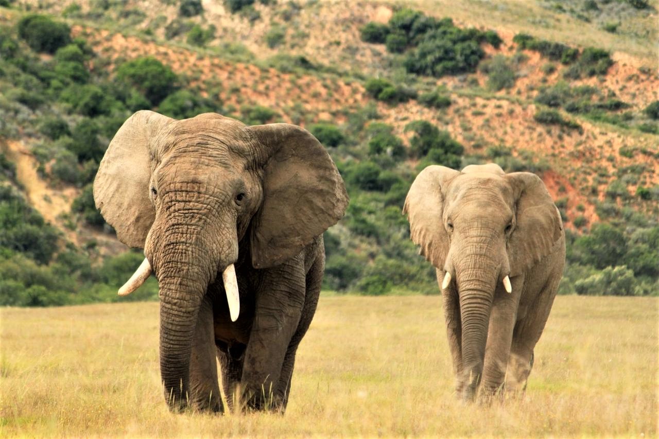  Elephants on addo elephant national park safari destination