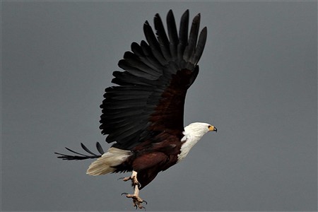 Eagle on caprivi strip reserve Safari Holiday 