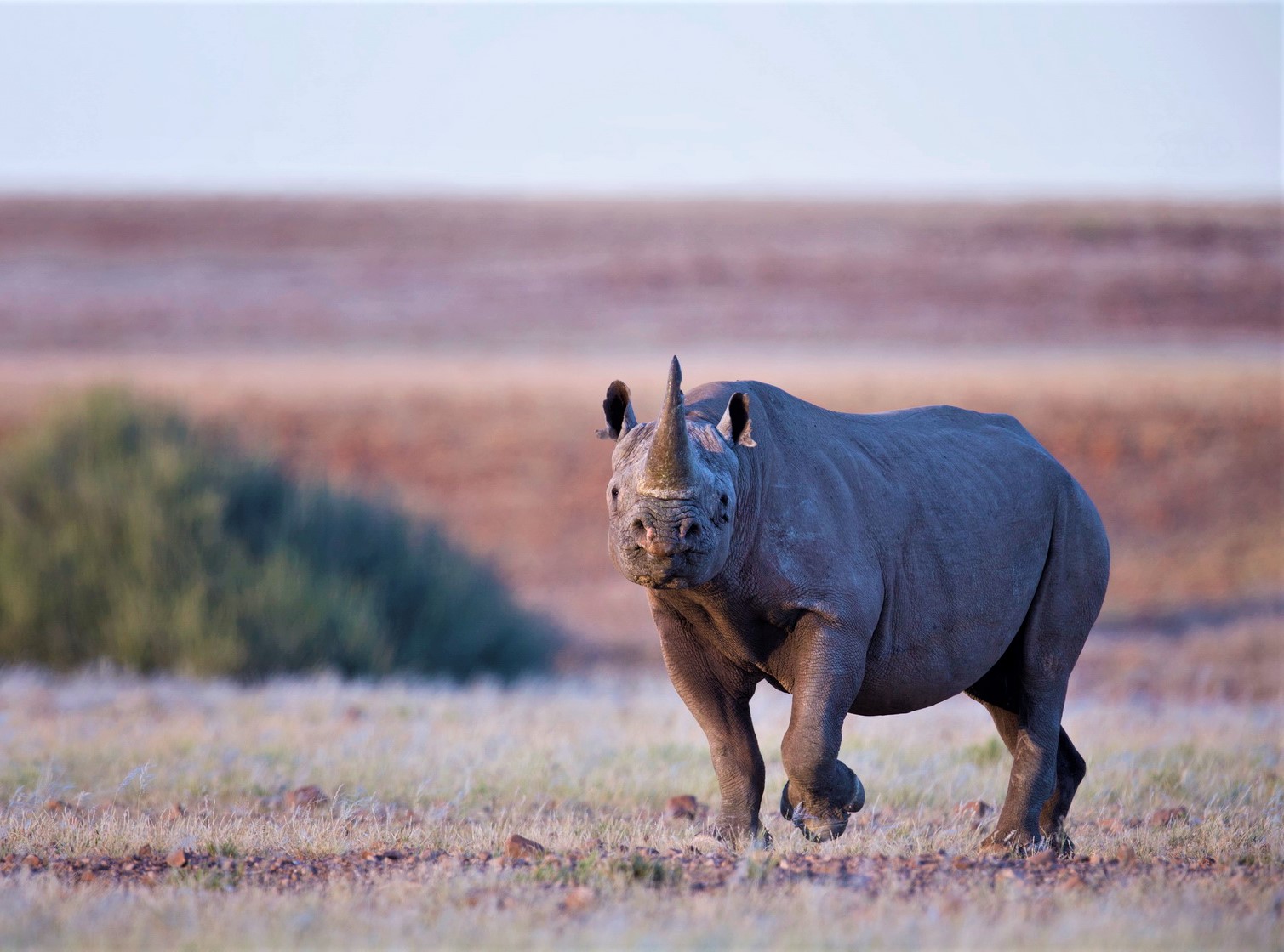 Rhino on Damaraland Africa Safari Holiday