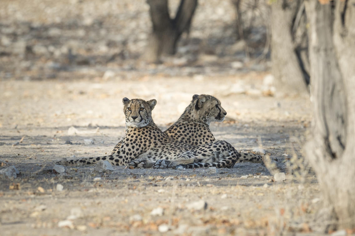 Leopards on Safari Holiday Etosha