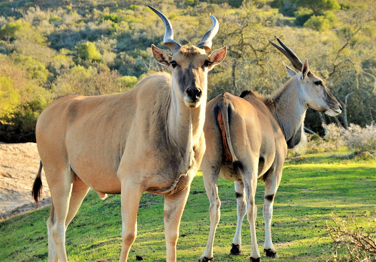 Kudu Antelope on Garden Route African Safari Holiday